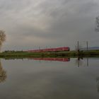 Der Mops im Karpfenteich