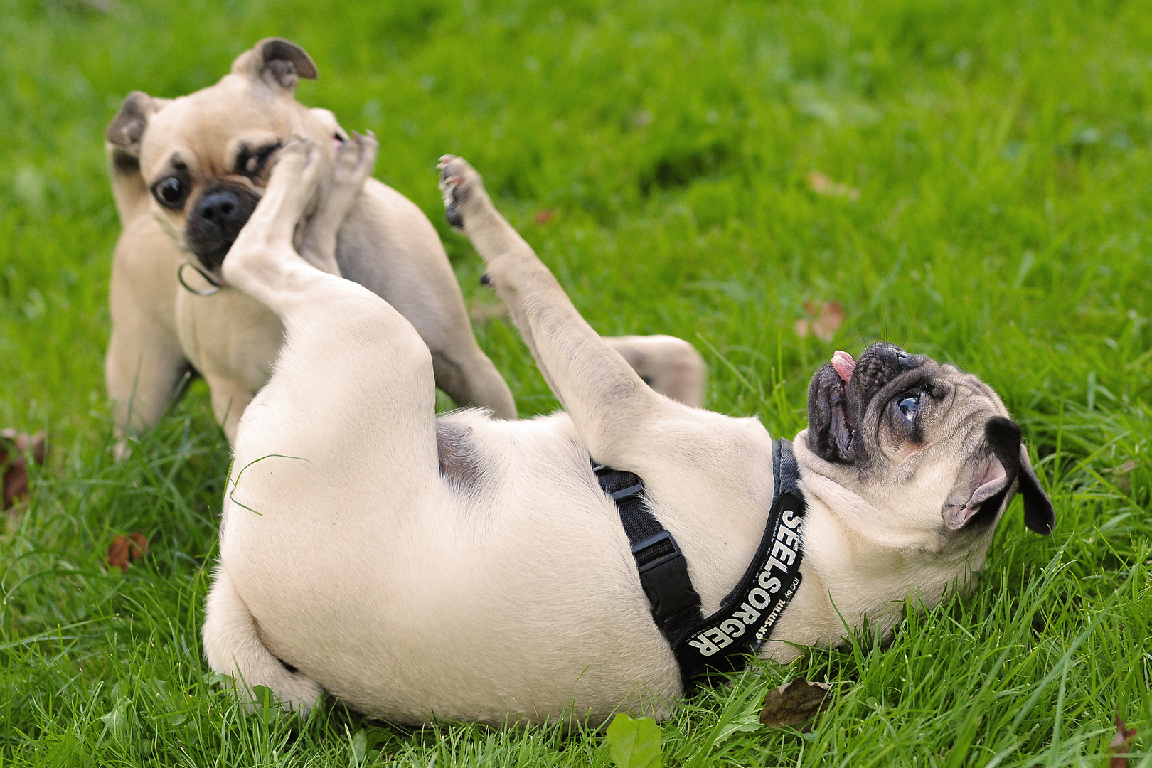 Der Mops ist eine "Kampfsau"