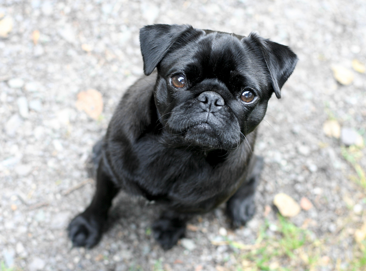 Der Mops - kleiner Hund mit großen Augen