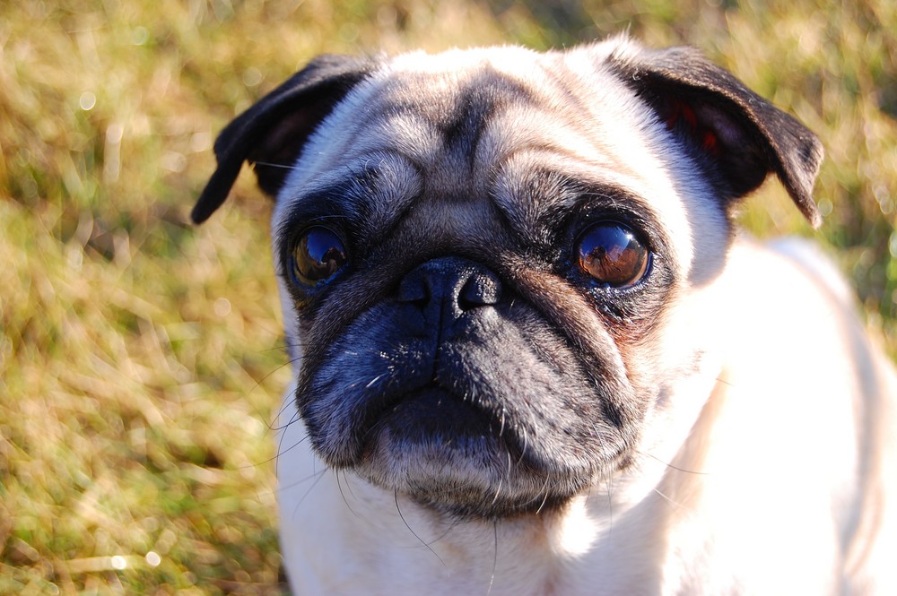 Der Mops reflektiert sein Herrchen