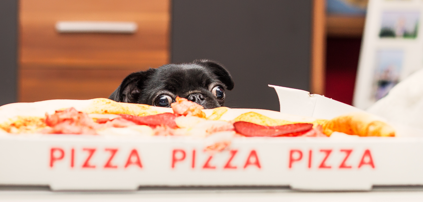 Der Mops und seine Pizza! Bekommt Sie etwas ab?