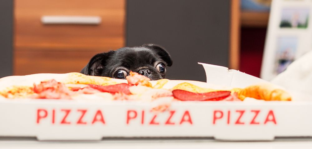 Der Mops und seine Pizza! Bekommt Sie etwas ab? Foto & Bild tiere