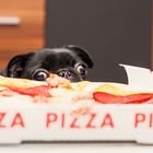 Der Mops und seine Pizza! Bekommt Sie etwas ab?