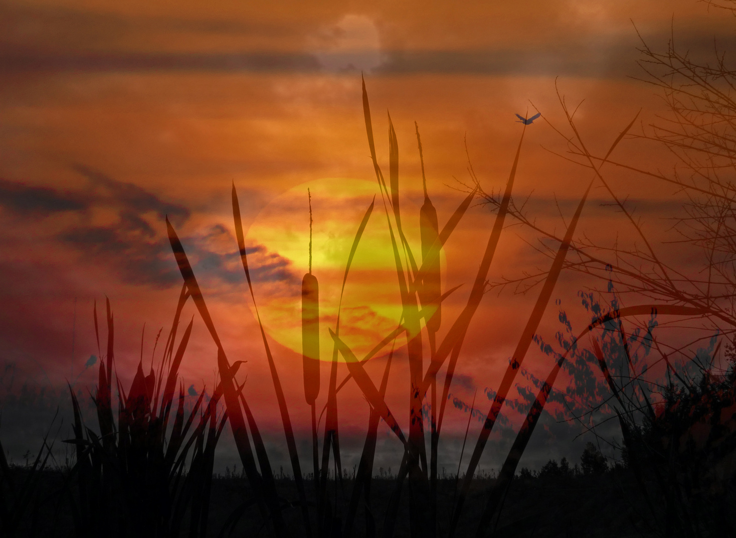 DER Foto & Bild sonnenaufgänge, fotomontage, himmel