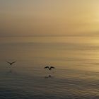 Der Morgen am Meer bei Skagen 1