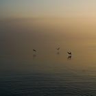 Der Morgen am Meer bei Skagen 2