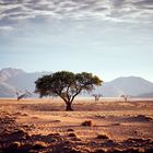 Der Morgen am Rande der Namib