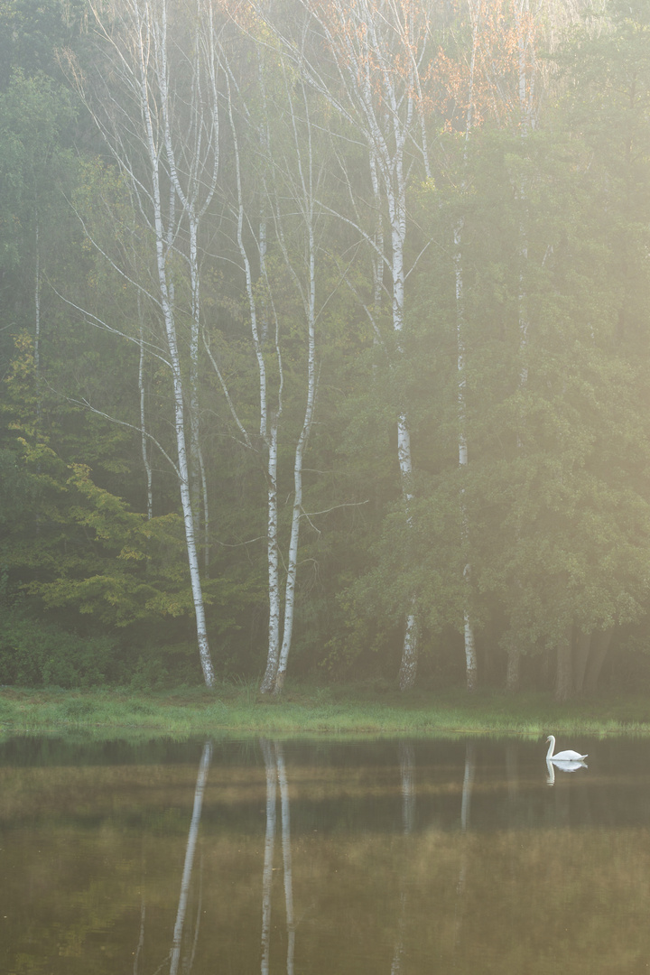 Der Morgen am Schwanen Teich 