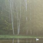 Der Morgen am Schwanen Teich 