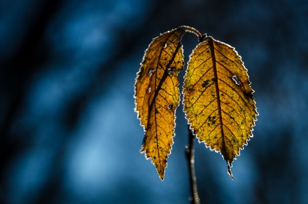 der Morgen am See (1646-2)
