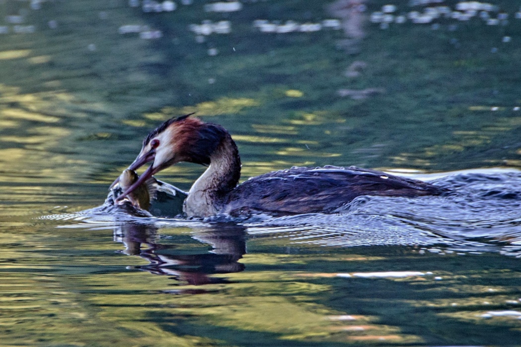 der Morgen am See (23.07.19 -132)