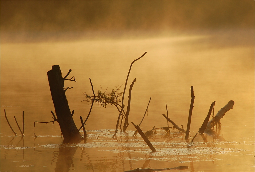 Der Morgen am See (8)