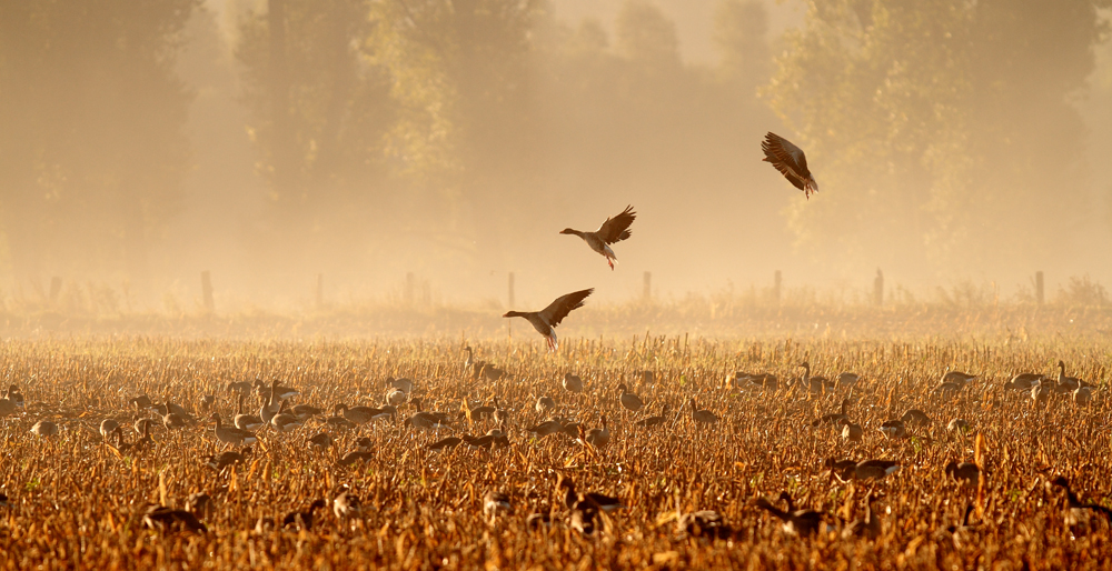 Der Morgen der Gänse I