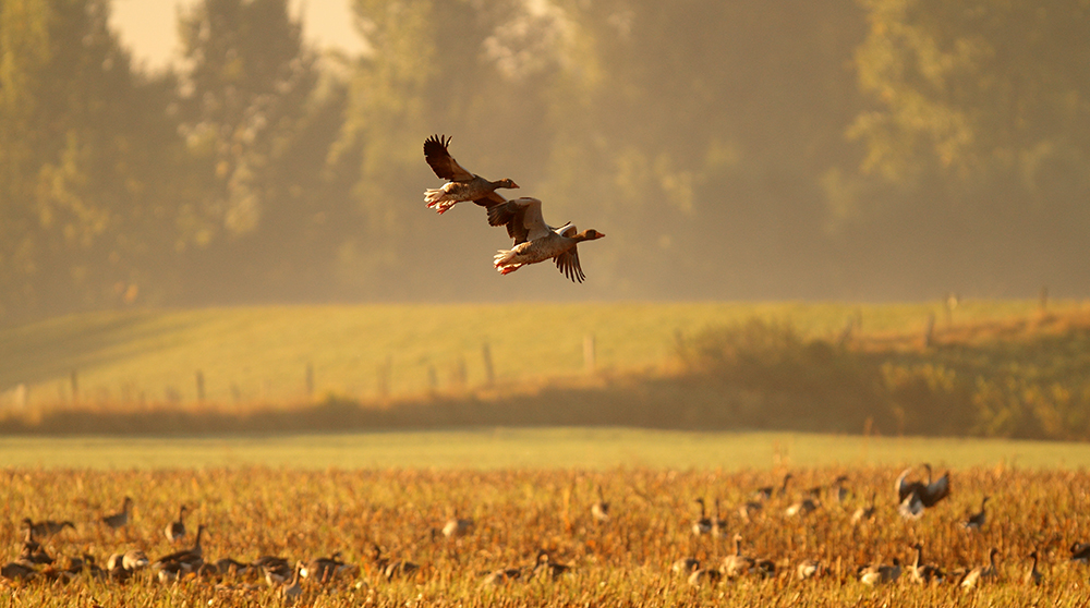 Der Morgen der Gänse II