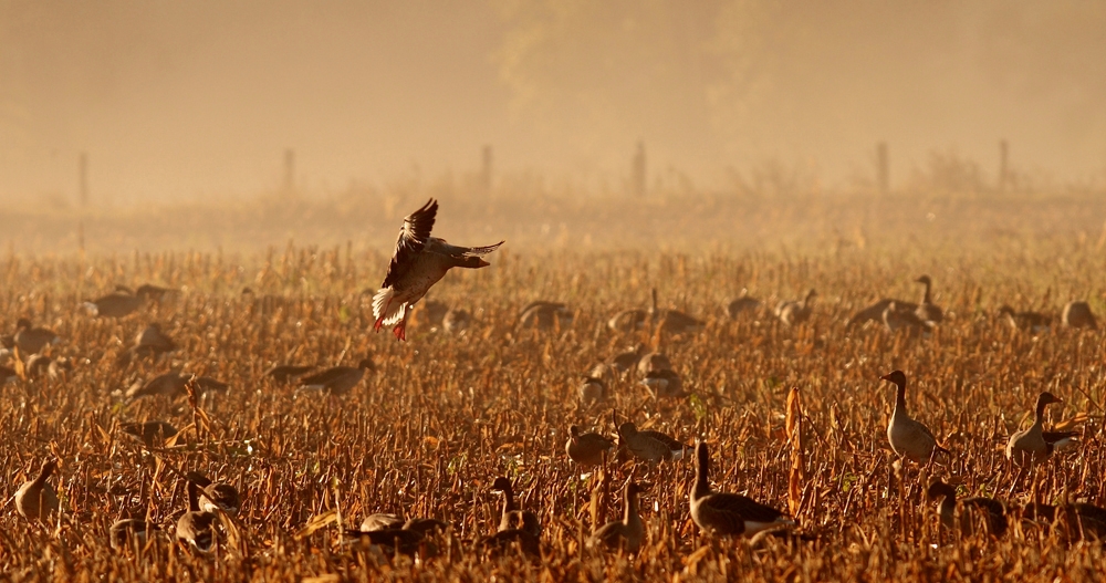 Der Morgen der Gänse III