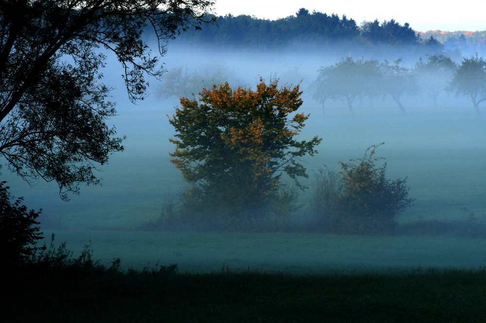 Der morgen erwacht im Nebelschleier...