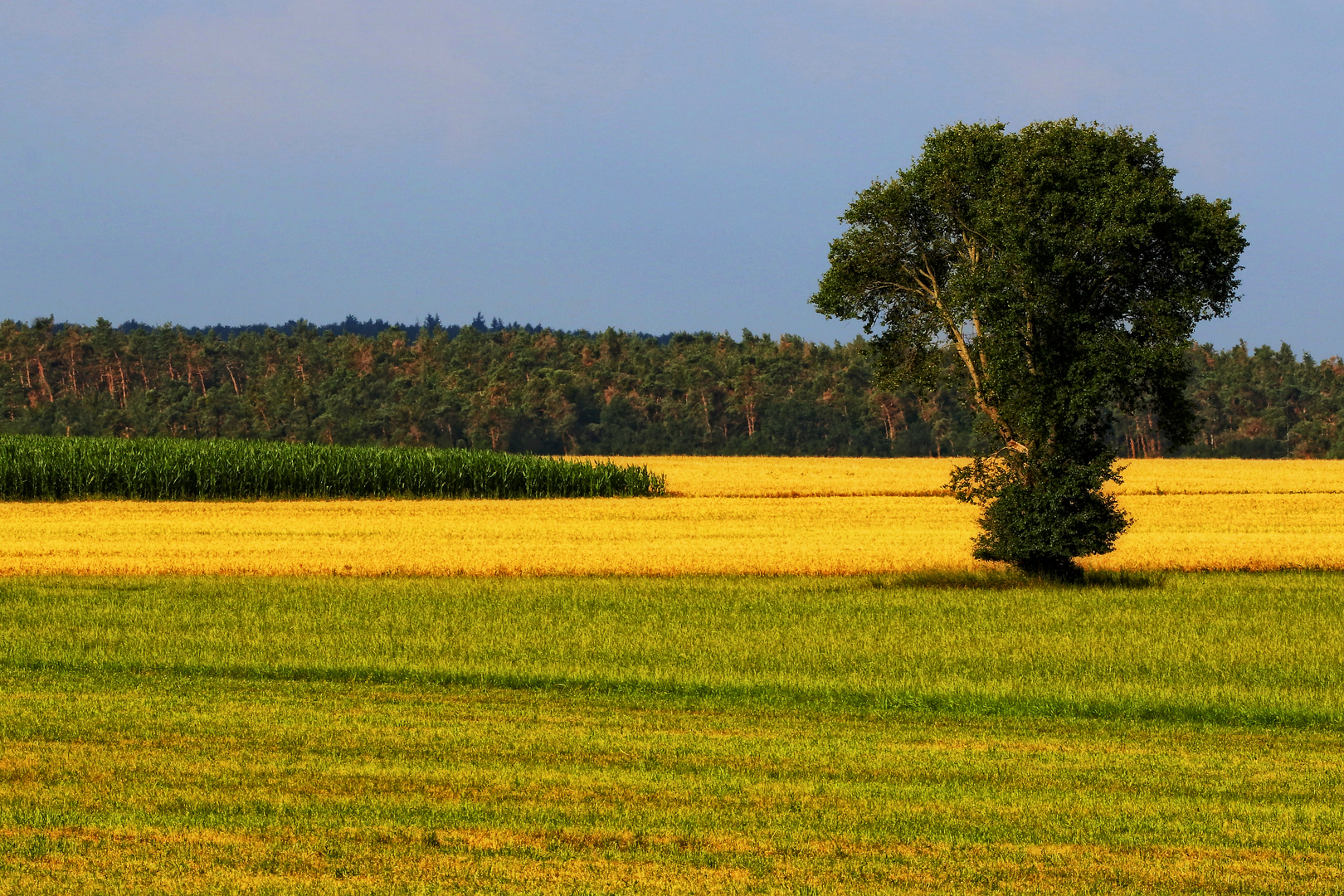 "Der Morgen hinter Burgfarrnbach"