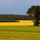 "Der Morgen hinter Burgfarrnbach"