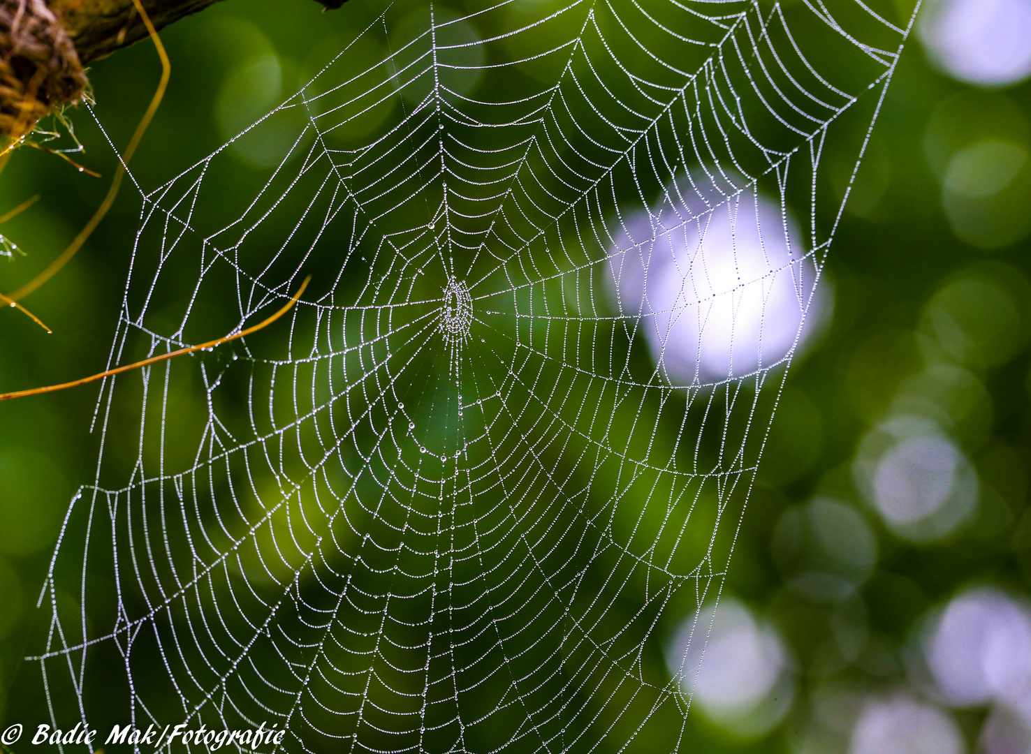 Der Morgen im Garten