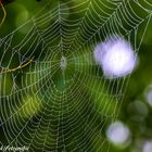 Der Morgen im Garten