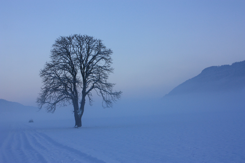 Der morgen im sanften Nebel