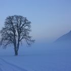 Der morgen im sanften Nebel