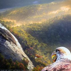 Der Morgen mit Adlern