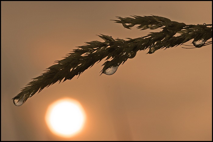 Der Morgen nach dem Regen