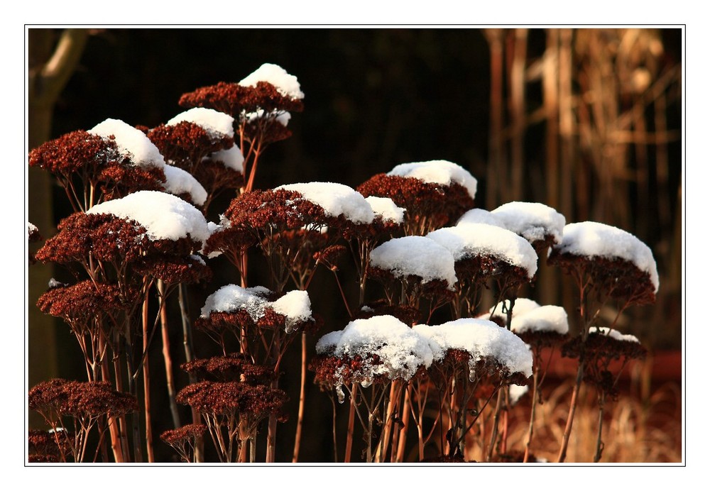 Der Morgen nach dem Schnee