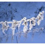 ....der Morgen nach einer eisigen Winternacht.