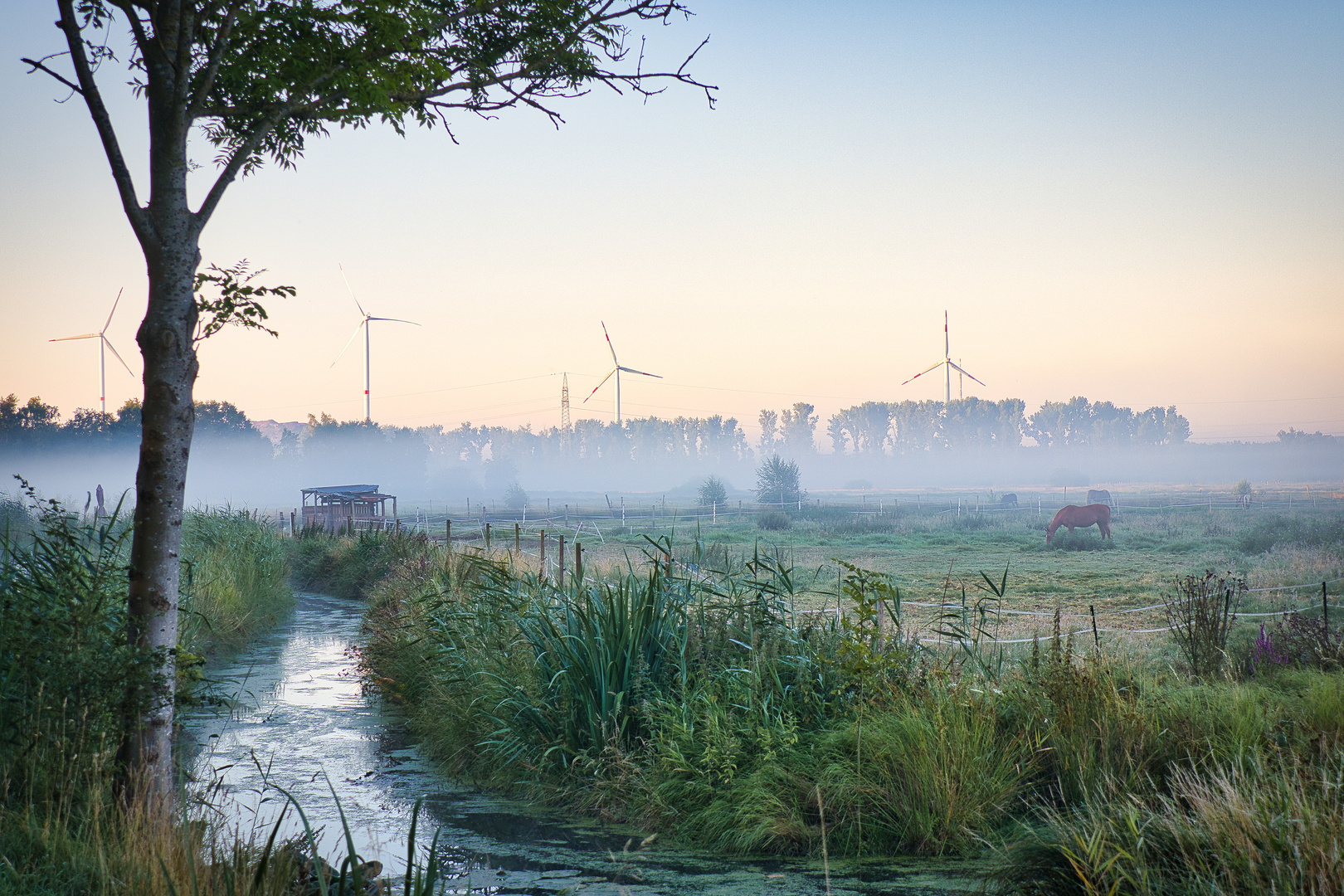 Der morgendliche Nebel