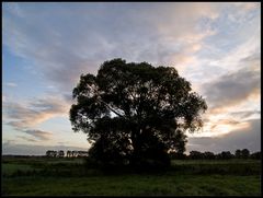 Der Morgenhimmel