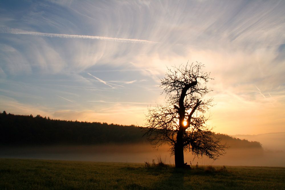 Der Morgennebel