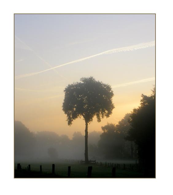 Der Morgennebel