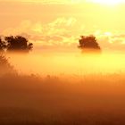 Der Morgennebel im September