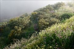 der Morgennebel zieht ab