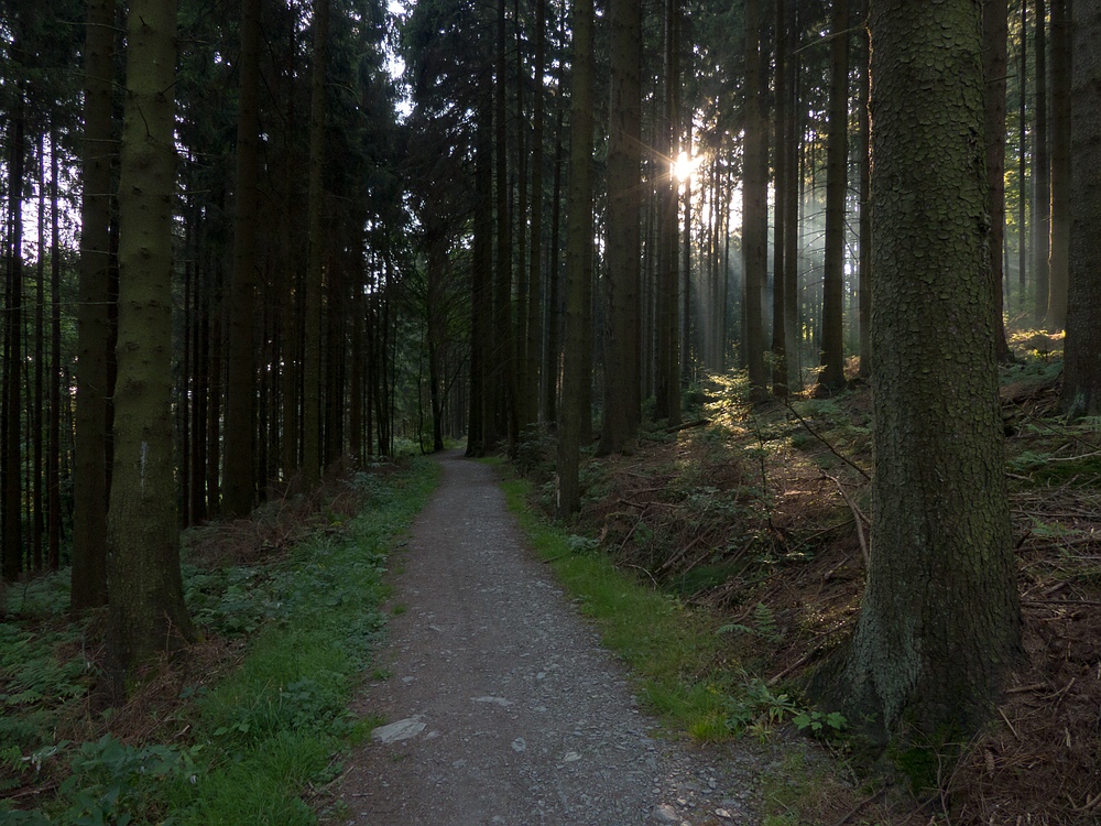 Der Morgensonne entgegen