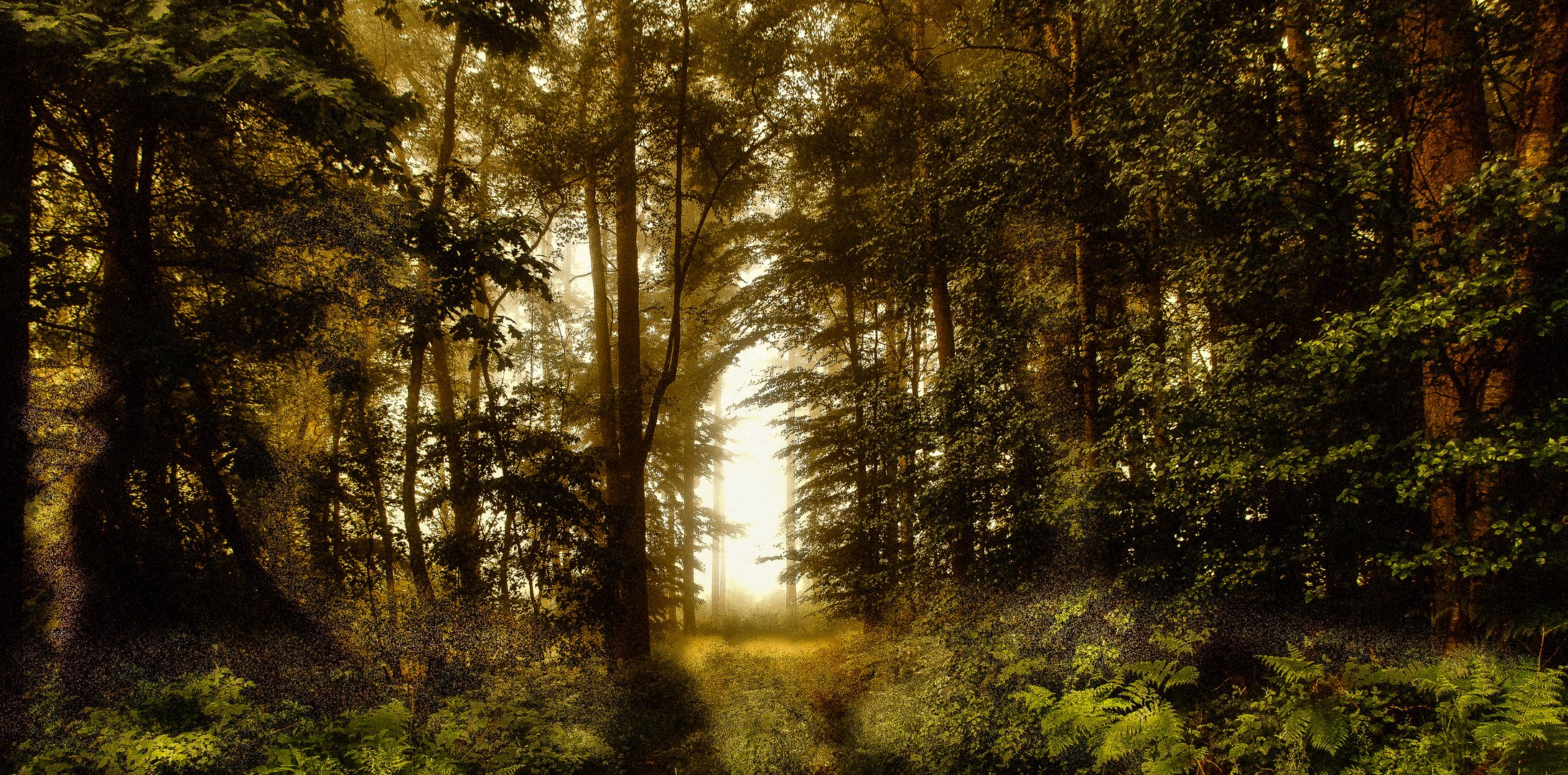 Der morgentliche Sonnenaufgang im Wald