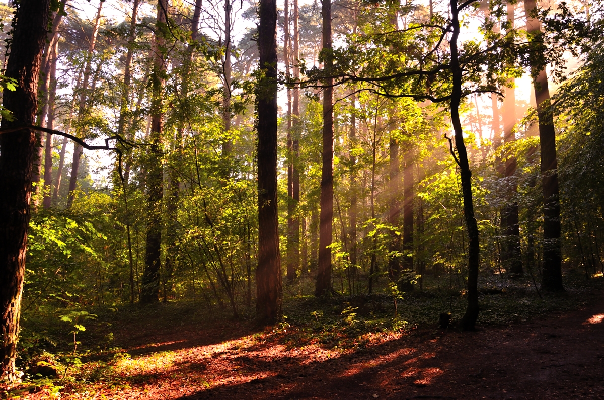 Der morgige Wald