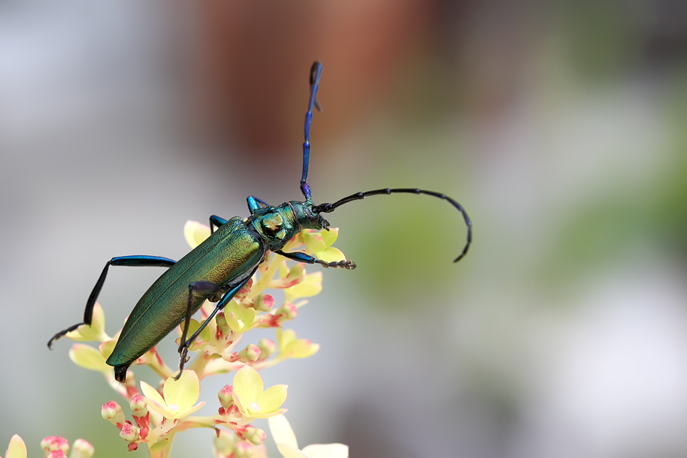 der Moschusbock