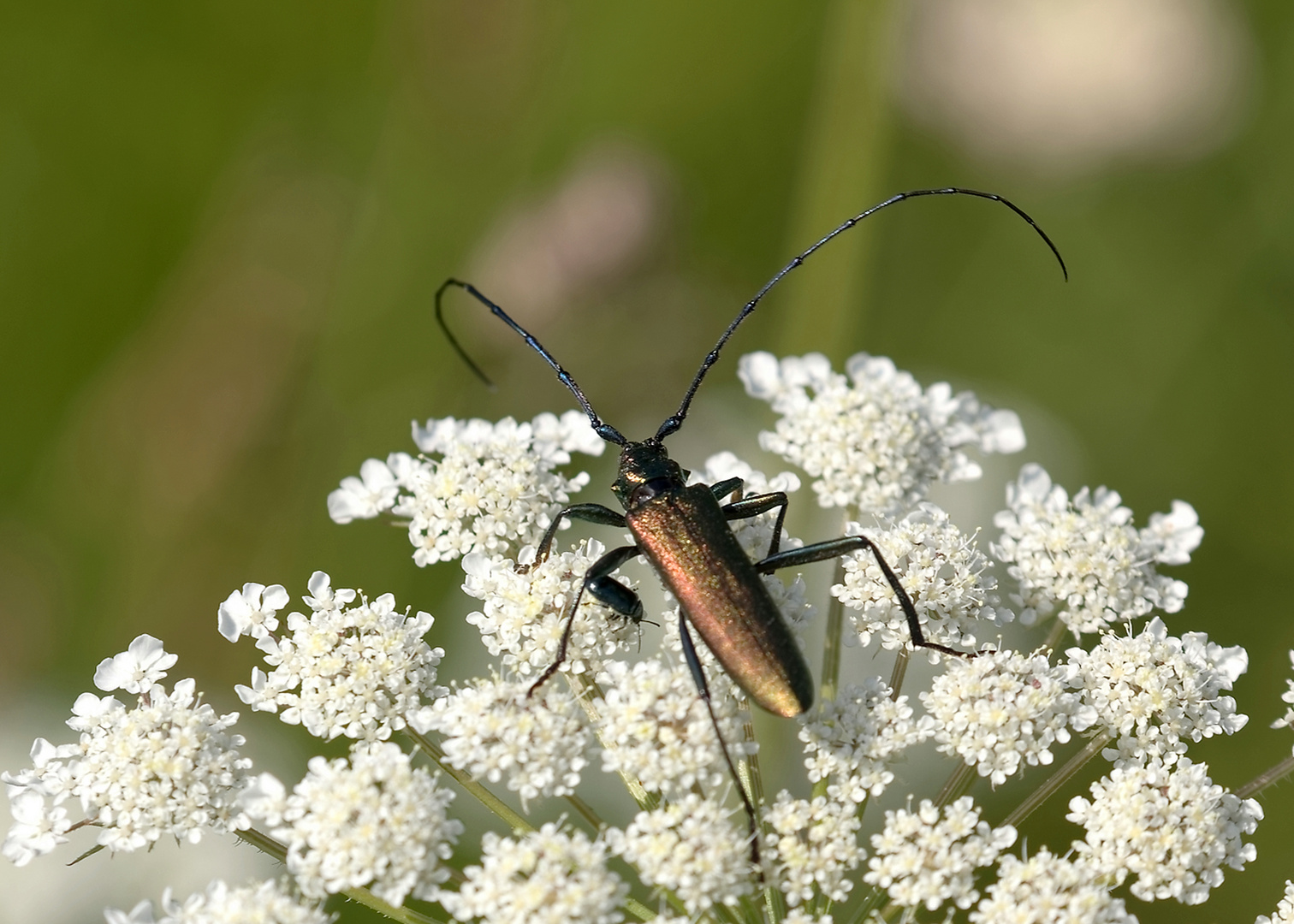 Der Moschusbock