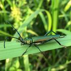 Der Moschusbock (Aromia moschata)