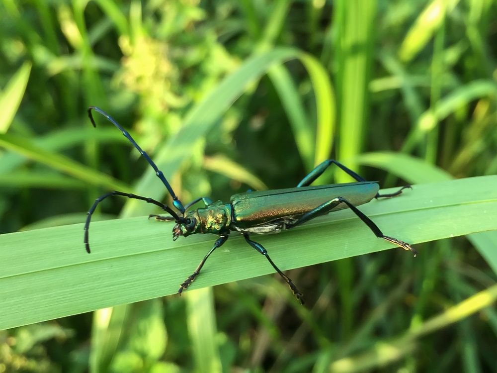 Der Moschusbock (Aromia moschata)