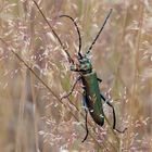 Der Moschusbock (Aromia moschata)..