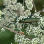 Der Moschusbock, ein imposanter Käfer