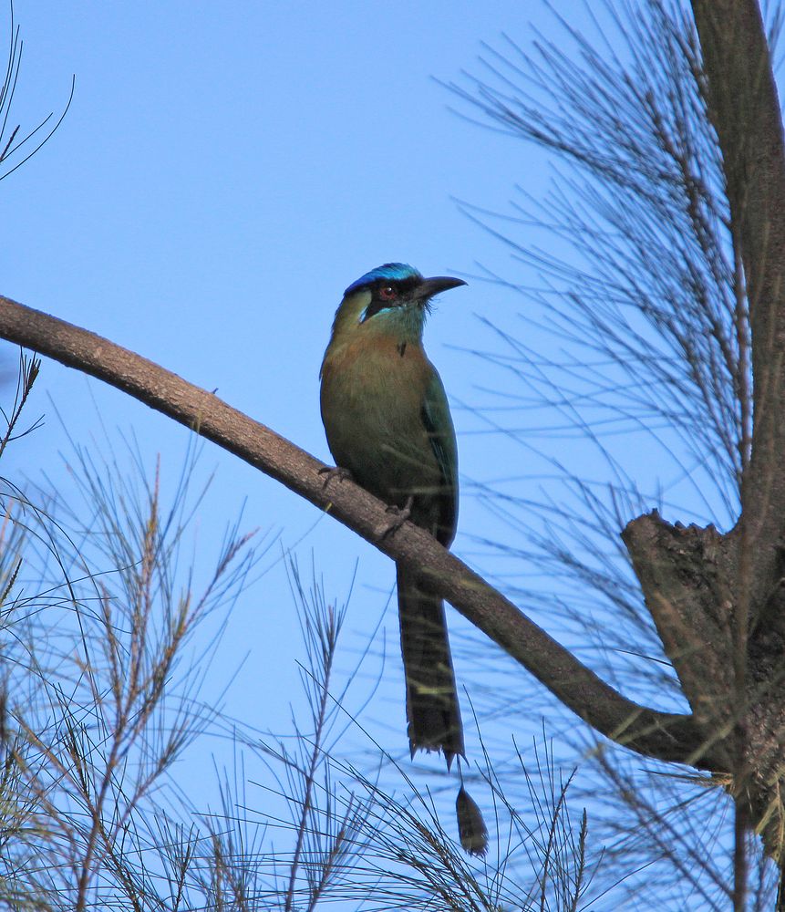 Der Motmot, Costa Rica