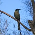 Der Motmot, Costa Rica