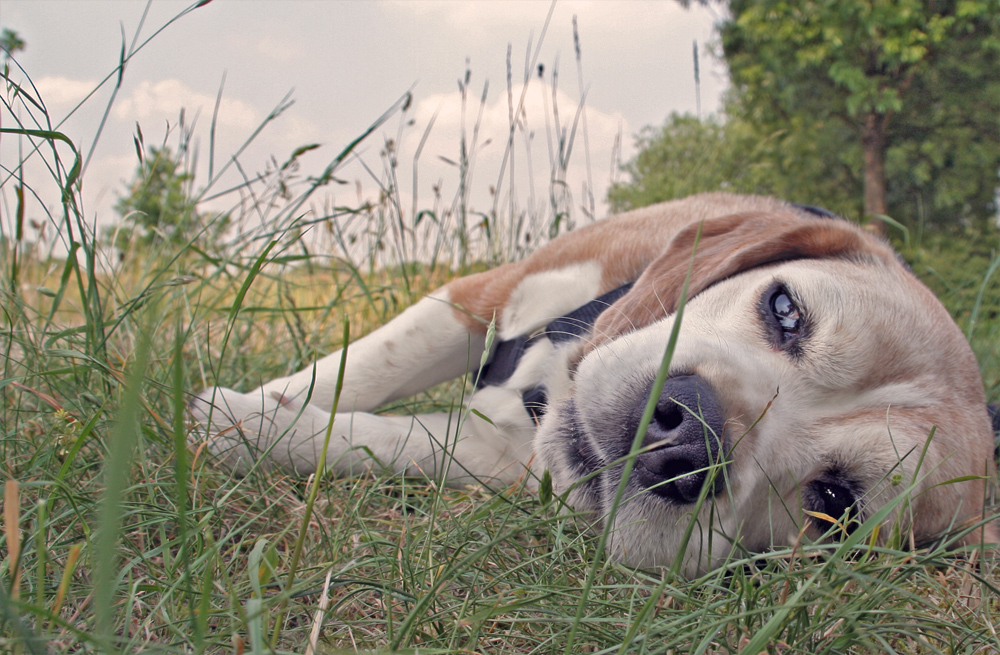 - der müde beagle aus barmingholten -