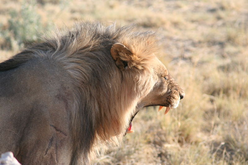 Der müde König