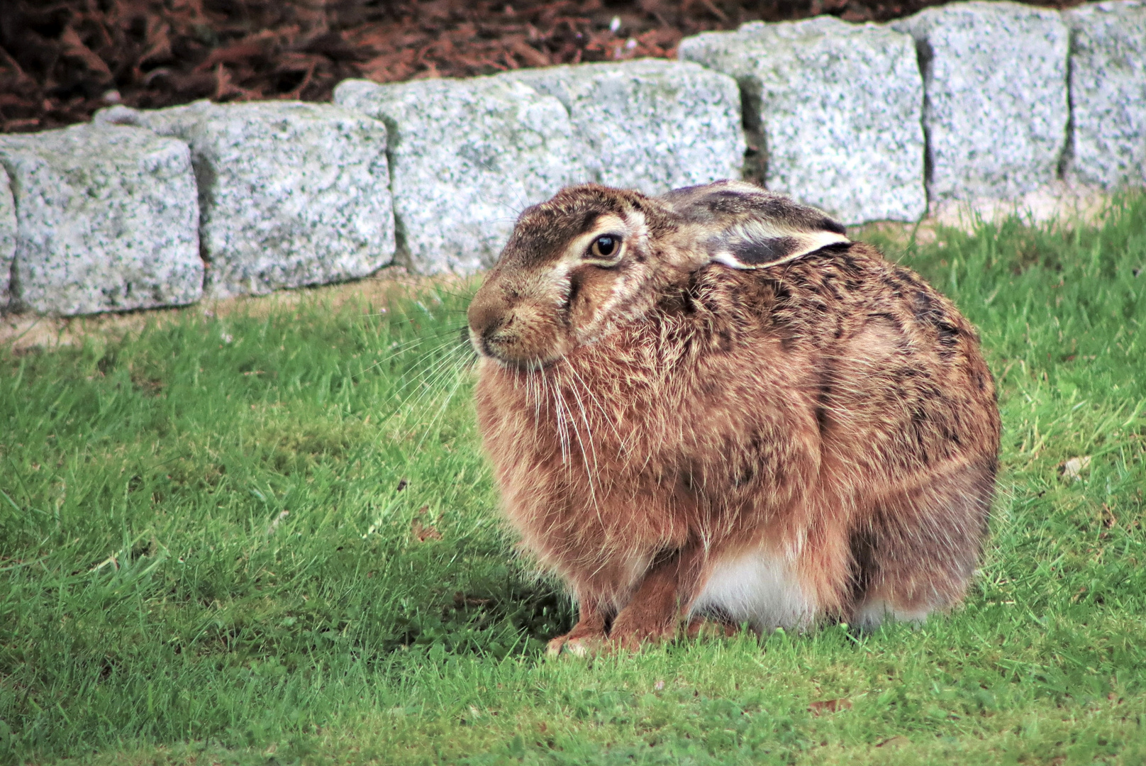 Der müde Osterhase...